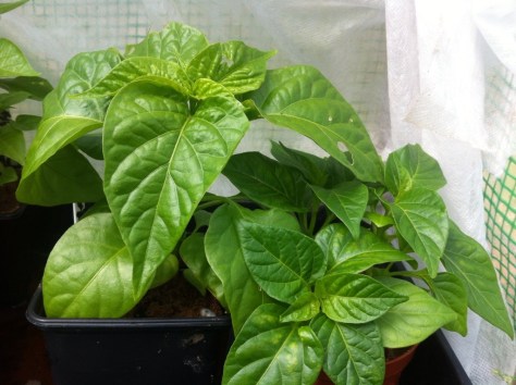 20140526-115641 am-43001443.jpg