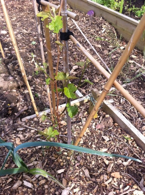 20140611-055121 pm-64281400.jpg