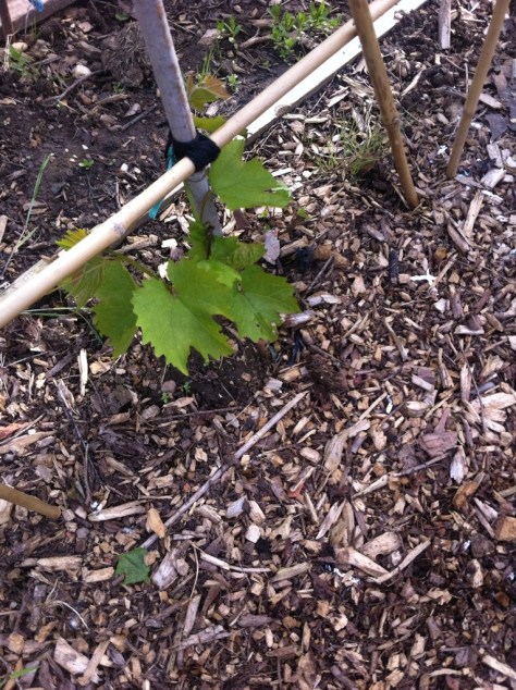 20140611-055123 pm-64283660.jpg