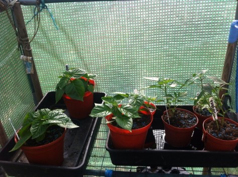 20140611-060433 pm-65073950.jpg