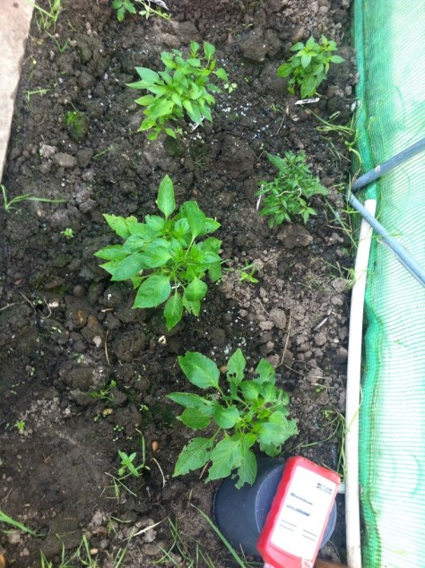 20140612-070646 am-25606373.jpg