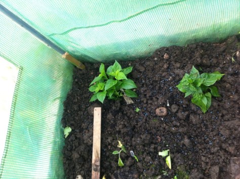 20140614-012314 pm-48194466.jpg