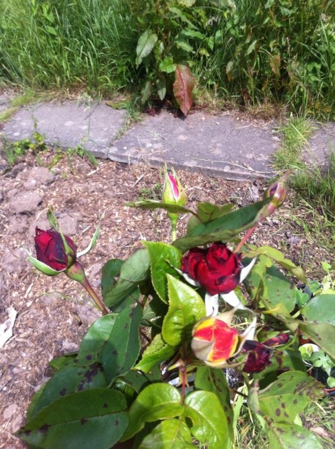 20140614-125927 pm-46767086.jpg