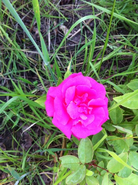 20140618-072628 pm-69988737.jpg