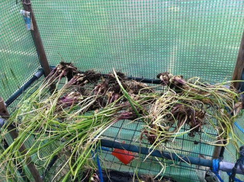 20140618-074256 pm-70976404.jpg