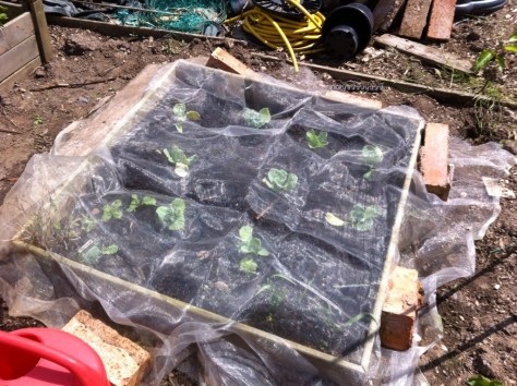 20140621-125113 pm-46273138.jpg