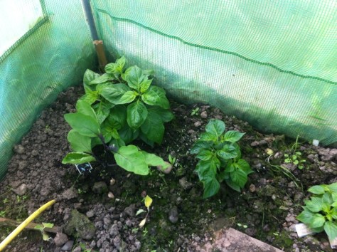 20140629-072858 pm-70138482.jpg