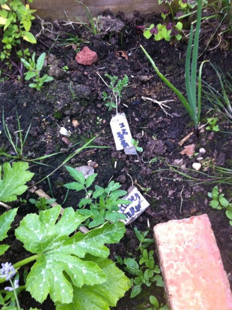 20140707-071805 pm-69485932.jpg