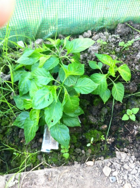 20140711-085840 pm-75520483.jpg