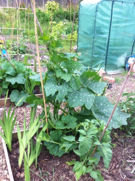 20140714-073138 pm-70298737.jpg