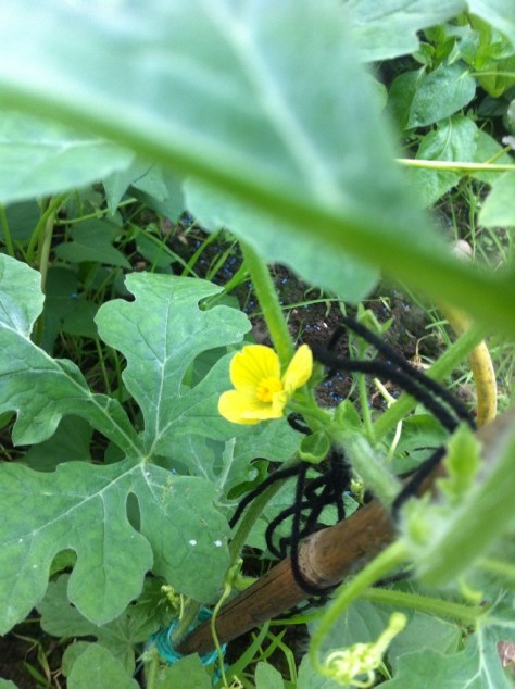 20140714-073544 pm-70544558.jpg