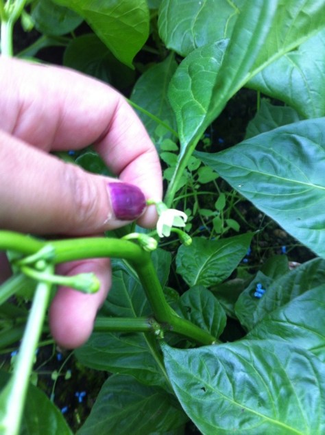 20140714-074827 pm-71307689.jpg