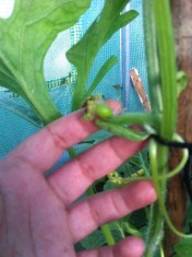 20140721-080804 pm-72484503.jpg