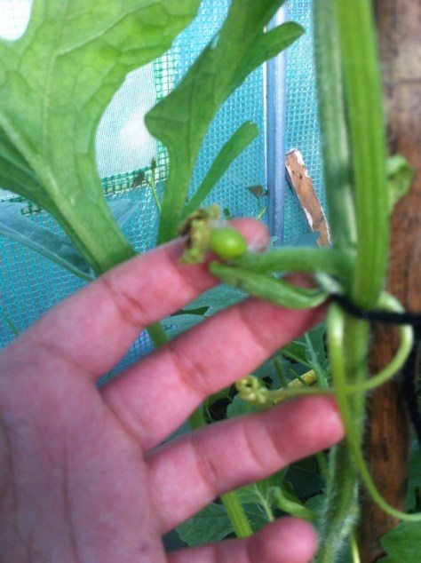 20140721-080804 pm-72484503.jpg