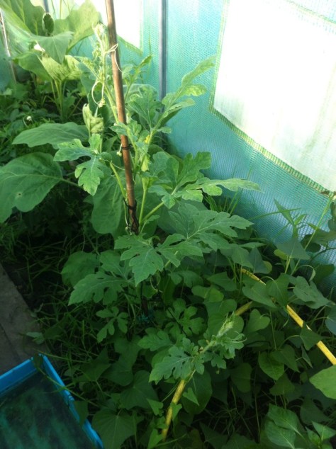 20140721-080805 pm-72485855.jpg