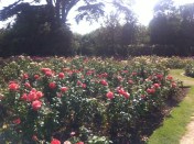 20140724-083808 pm-74288385.jpg