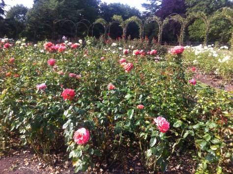 20140724-083809 pm-74289659.jpg