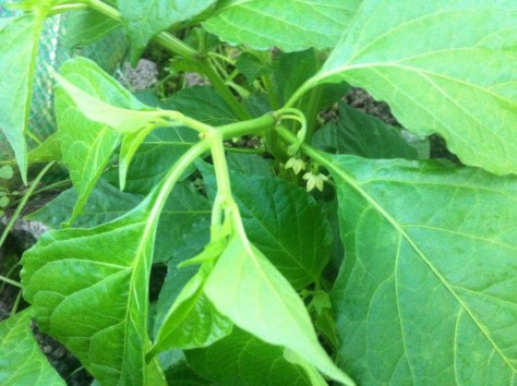 20140725-091132 pm-76292800.jpg