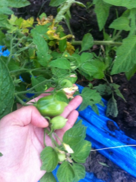 20140725-091626 pm-76586951.jpg