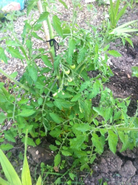 20140725-091628 pm-76588805.jpg