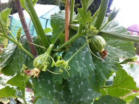 20140727-024518 pm-53118908.jpg