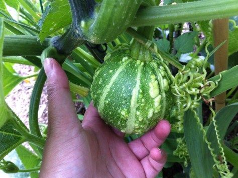 20140727-024520 pm-53120206.jpg