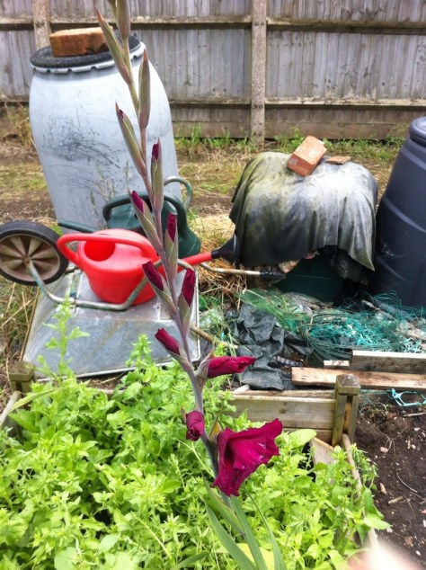 20140802-024812 pm-53292557.jpg