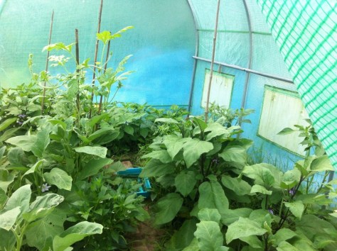 20140802-025653 pm-53813986.jpg