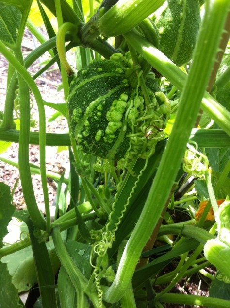 20140802-030536 pm-54336708.jpg