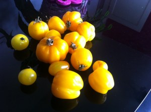 yellow toms