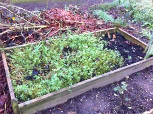 Fenugreek in raised bed