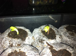 baby sunlflowers