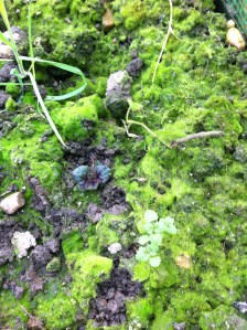 Red Duke of york coming through with a pernicious weed