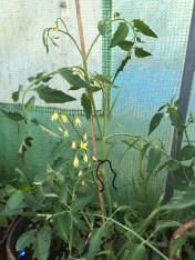 cream sausage tomatos