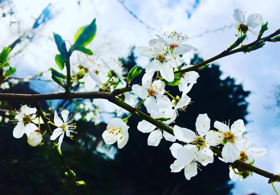 moorparkapricot