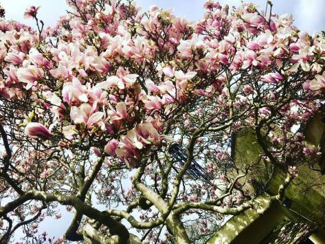 saucemagnoliajapanesegarden